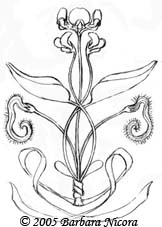 Scorpiurus